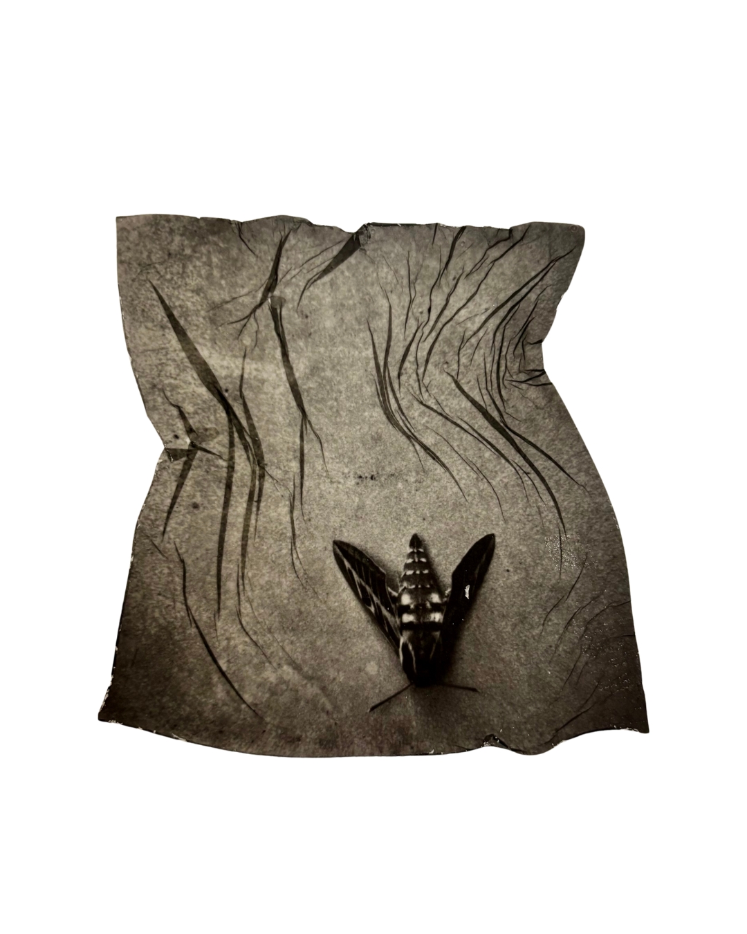 Polilla — Macarena Stipetic