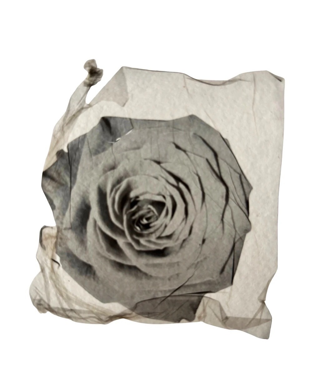 Rosa — Macarena Stipetic